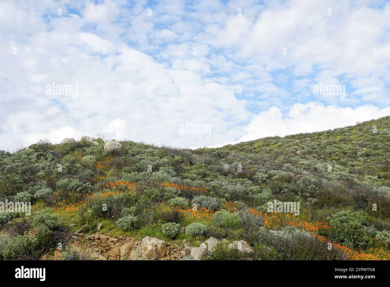 California Golden Poppy e Goldfields fioriscono in Walker Canyon, Lake Elsinore, California. STATI UNITI. Fiori di papavero arancio luminoso durante il super b deserto californiano Foto Stock