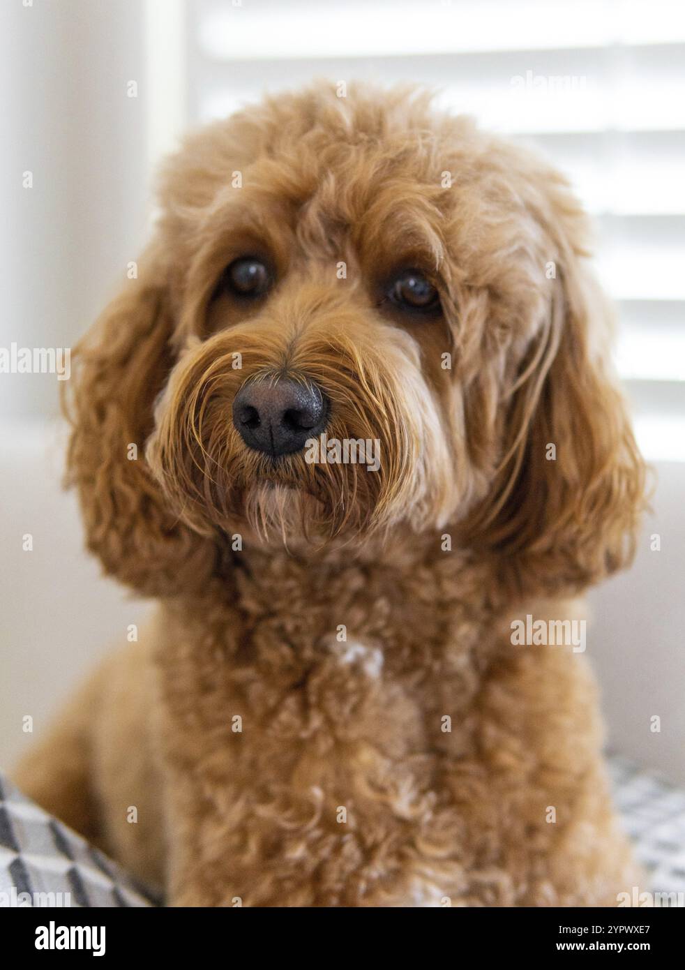 Cane Cavapoo sul divano, razza mista di Cavalier King Charles Spaniel e Poodle Foto Stock