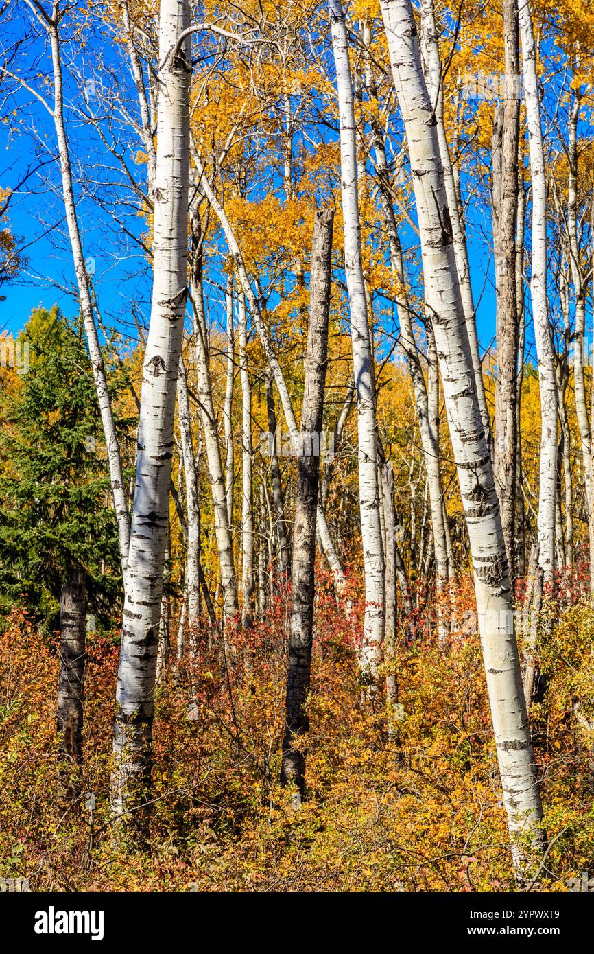 Una foresta di betulle con foglie gialle e arancioni. Gli alberi sono alti e sparsi, creando un senso di profondità e spazio. Il blu brillante Foto Stock