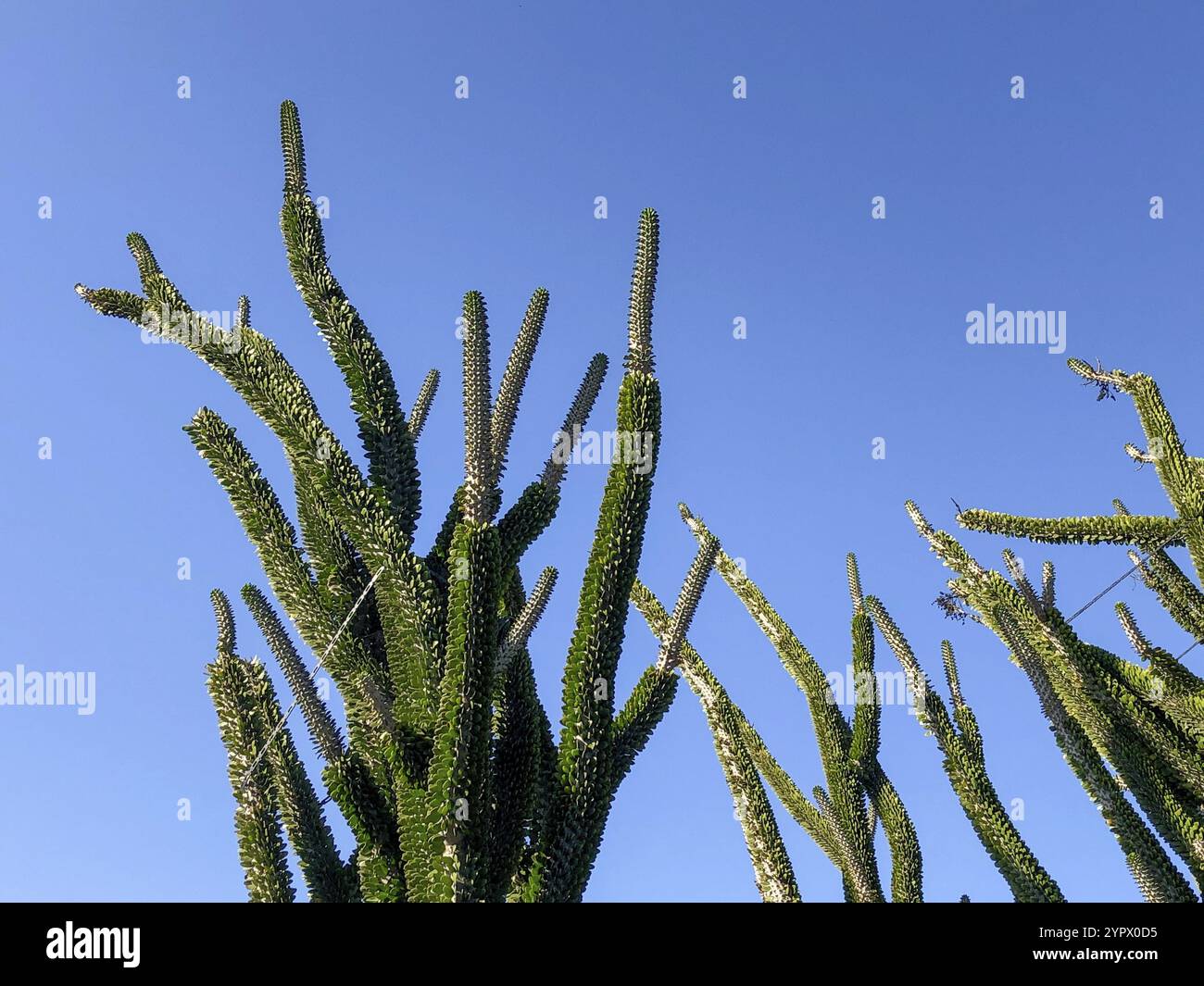 Grande e grande cactus verde sopra il cielo estivo blu Foto Stock