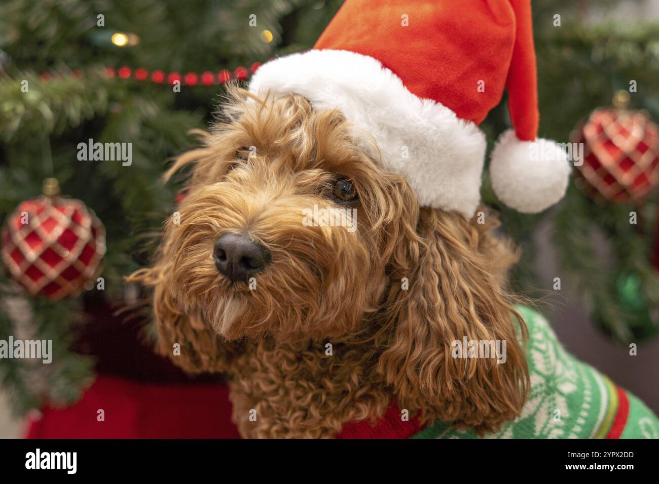 Cane Cavapoo con abiti natalizi, concetto di cane natalizio, razza mista di Cavalier King Charles Spaniel e Poodle Foto Stock