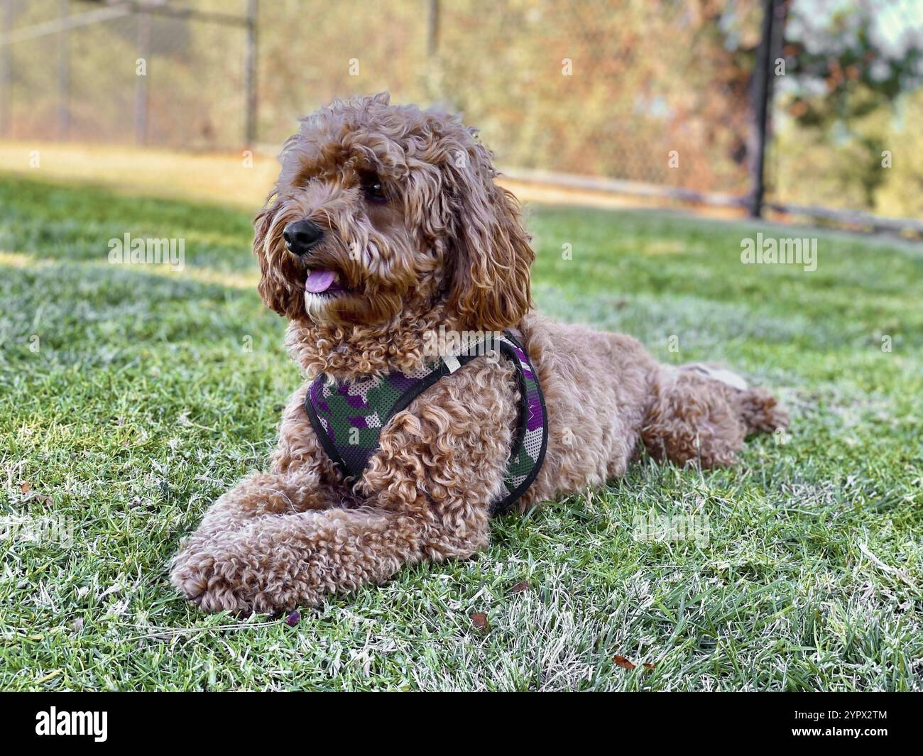 Cane Cavapoo nel parco, razza mista di Cavalier King Charles Spaniel e Poodle Foto Stock