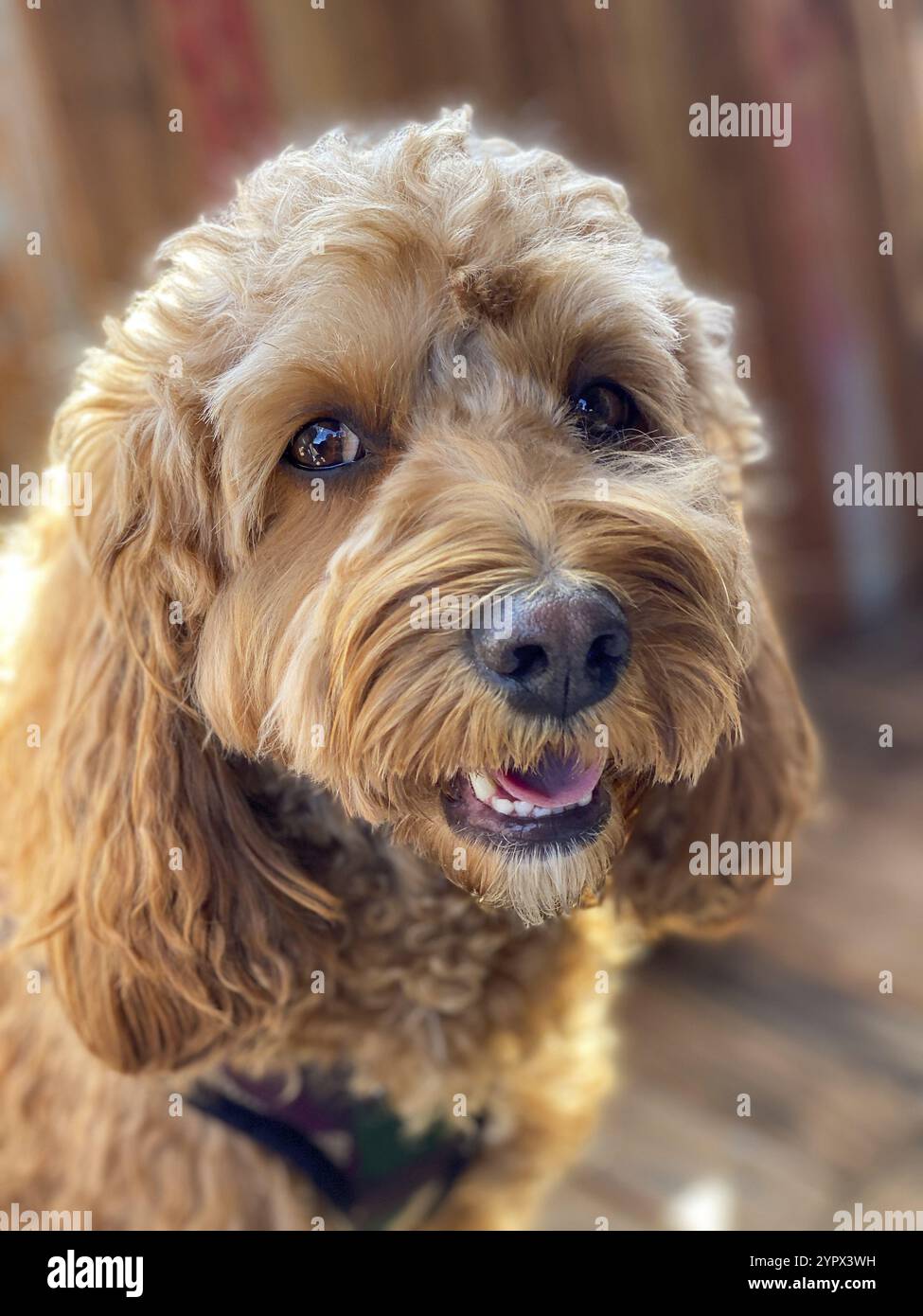 Cane Cavapoo all'aperto in giardino, razza mista di Cavalier Re Carlo Spaniel e Poodle Foto Stock