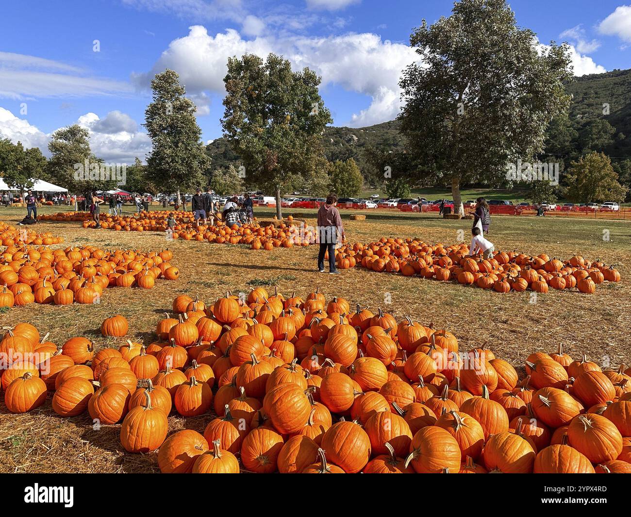 Le zucche si colgono sul campo durante il periodo di raccolta in autunno. Preparazione per Halloween, American Farm, San Diego, California, USA. 5 ottobre 2023 Foto Stock