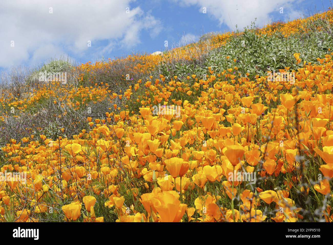 California Golden Poppy e Goldfields fioriscono in Walker Canyon, Lake Elsinore, California. STATI UNITI. Fiori di papavero arancio luminoso durante il super b deserto californiano Foto Stock