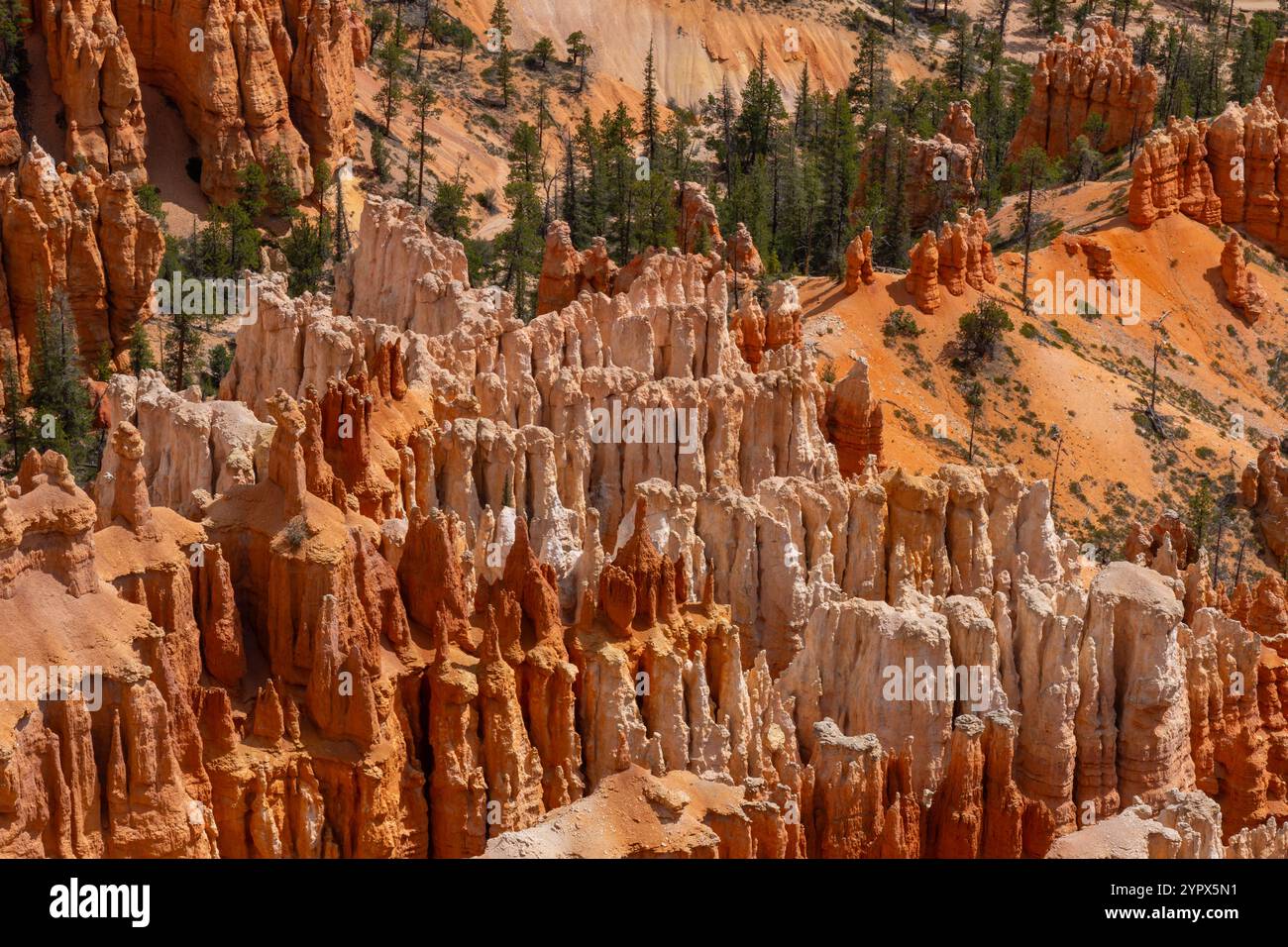 Parco Nazionale di Bryce Canyon nel sud dello Utah, Stati Uniti d'America Foto Stock