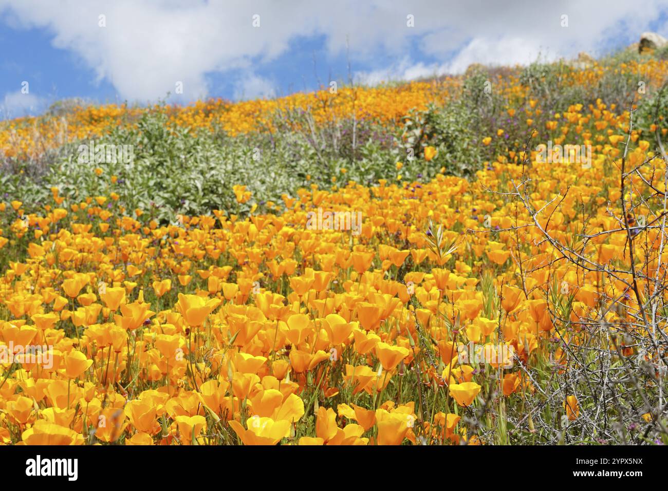 California Golden Poppy e Goldfields fioriscono in Walker Canyon, Lake Elsinore, California. STATI UNITI. Fiori di papavero arancio luminoso durante il super b deserto californiano Foto Stock