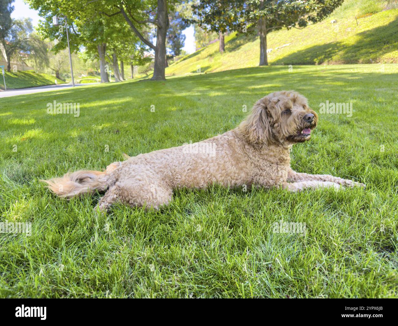 Carino morbido Cavapoo Dog on the Grass in a Park Foto Stock