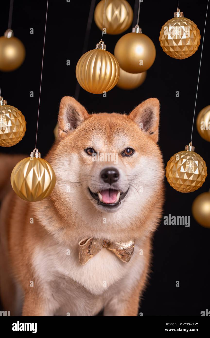 Il cane Shiba Inu allo zenzero che indossa un papillon decorato con paillettes dorate è in piedi sotto palle natalizie dorate appese. Foto Stock
