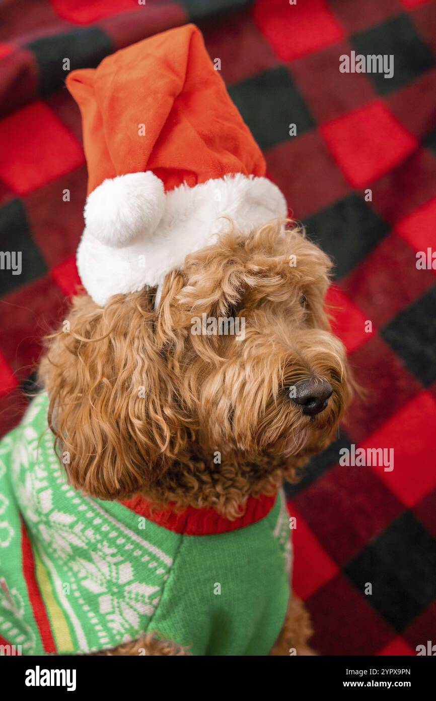 Cane Cavapoo con abiti natalizi, concetto di cane natalizio, razza mista di Cavalier King Charles Spaniel e Poodle Foto Stock