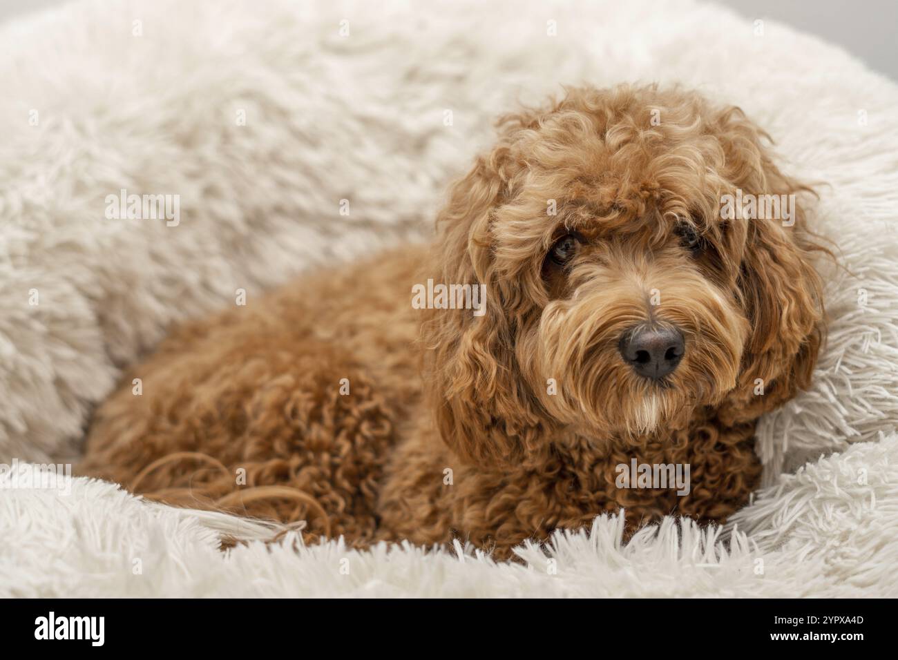 Cane Cavapoo nel suo letto, razza mista di Cavalier Re Carlo Spaniel e Poodle Foto Stock