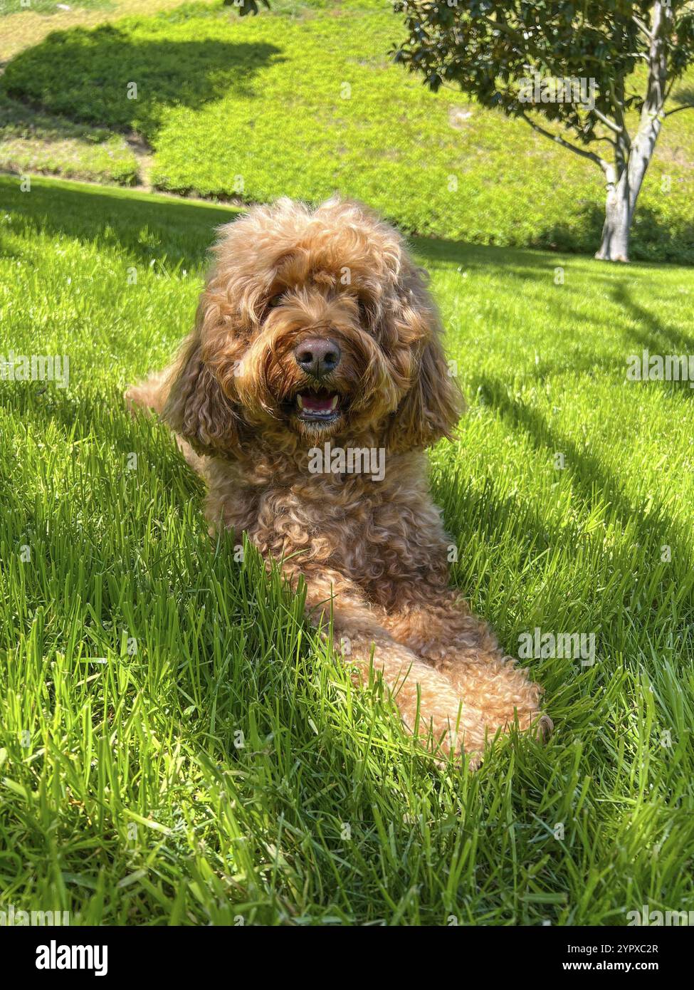 Carino morbido Cavapoo Dog on the Grass in a Park Foto Stock