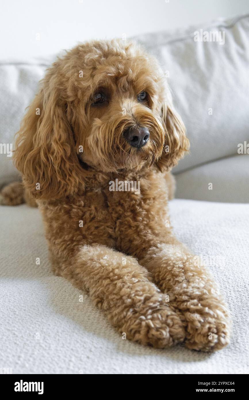 Cane Cavapoo sul divano, razza mista di Cavalier King Charles Spaniel e Poodle Foto Stock