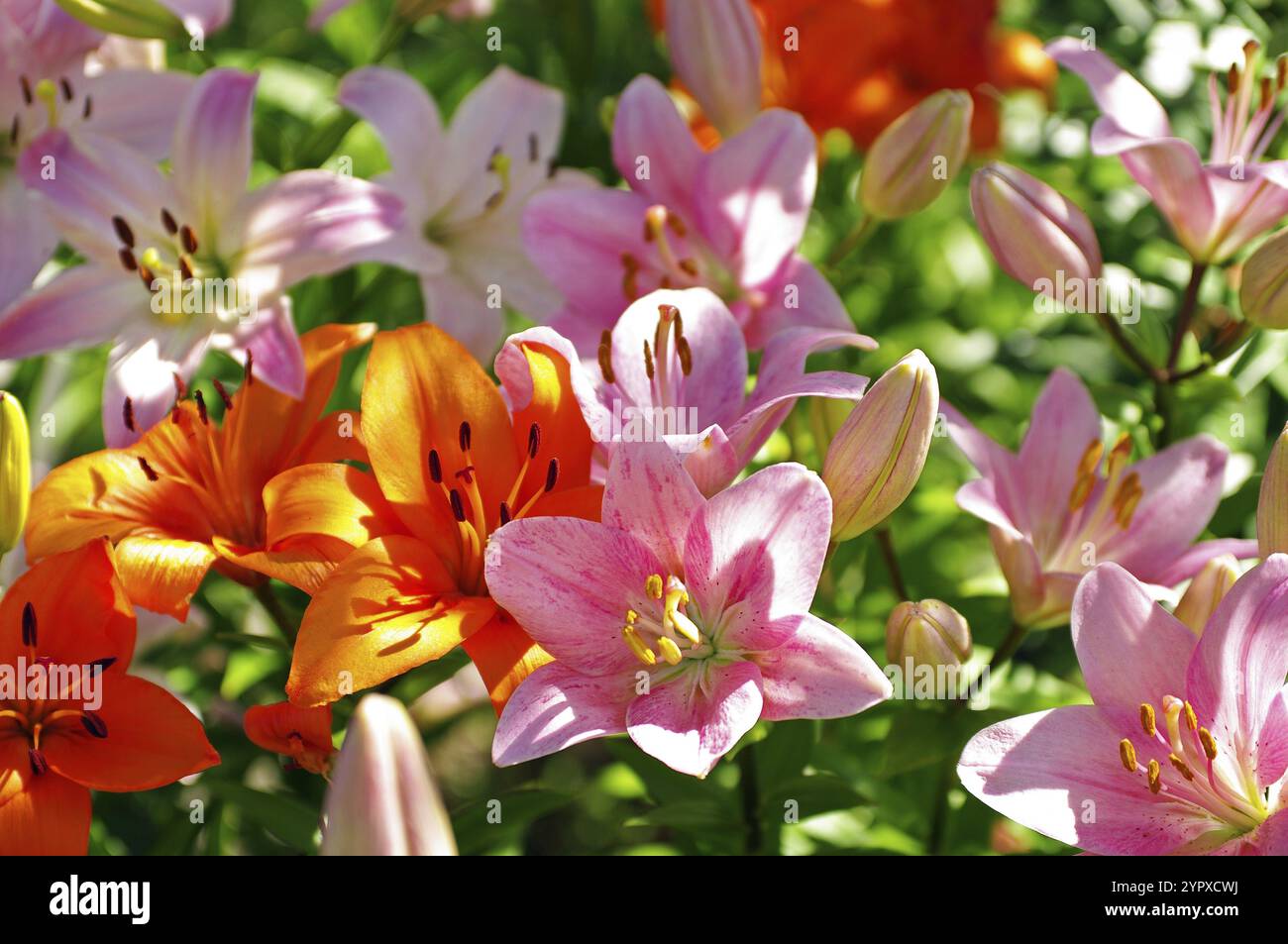 Bellissimi gigli colorati in fiore sotto il sole estivo Foto Stock