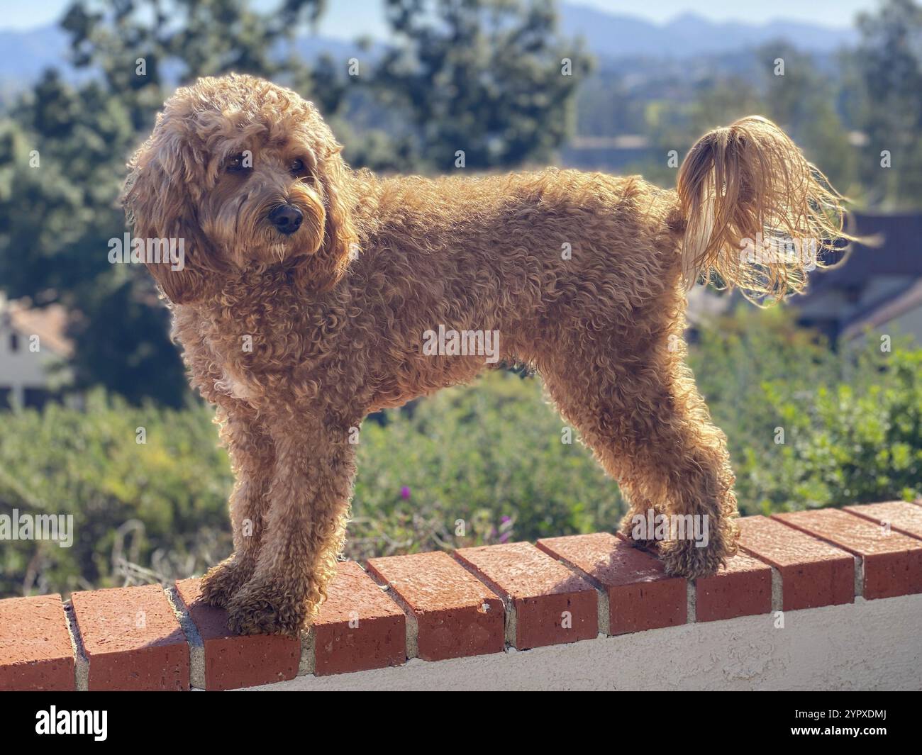 Cane Cavapoo all'aperto in giardino, razza mista di Cavalier Re Carlo Spaniel e Poodle Foto Stock