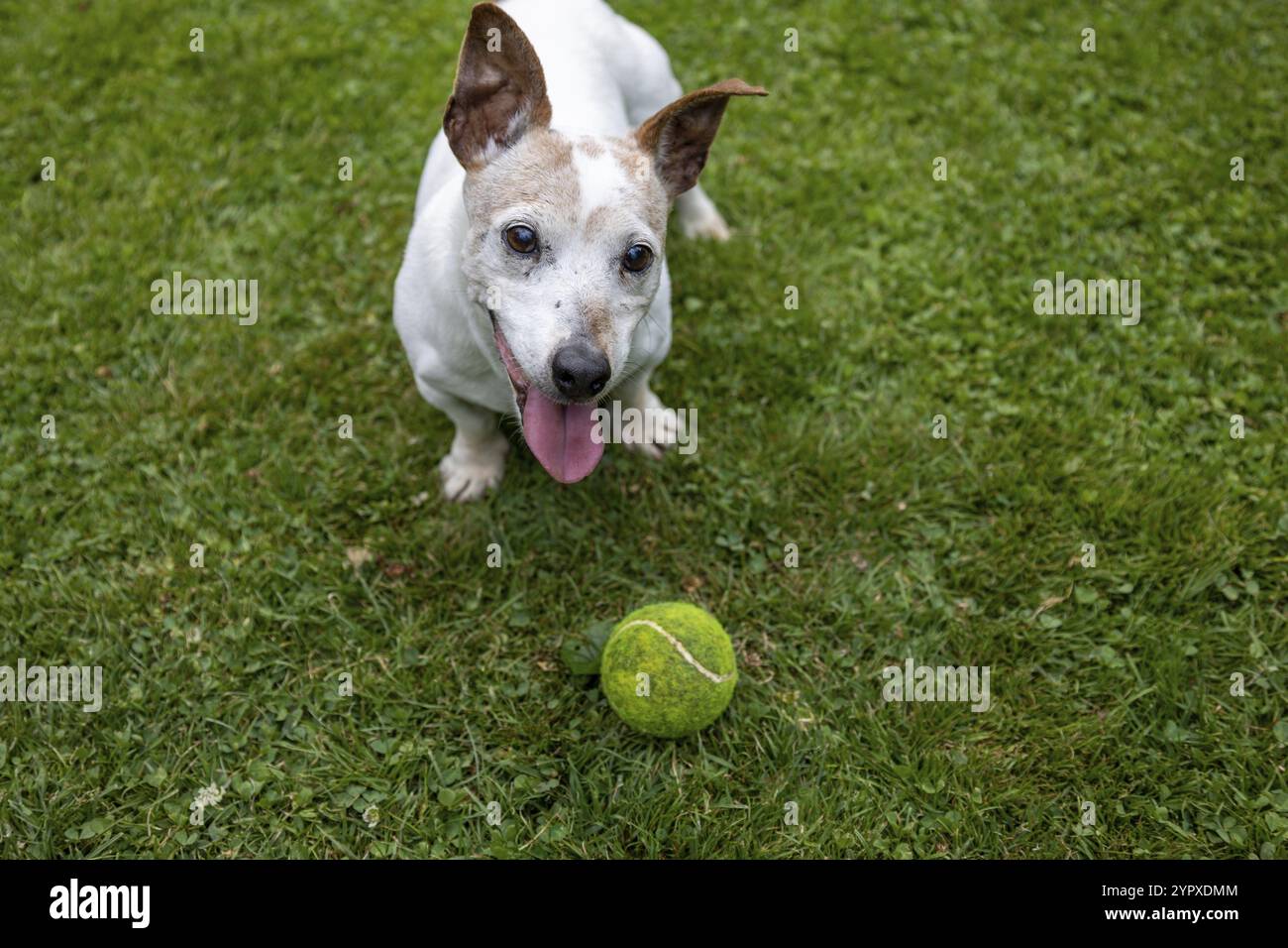 Happy Jack Russell Terrier Dog che gioca con la palla sul prato verde erba Foto Stock