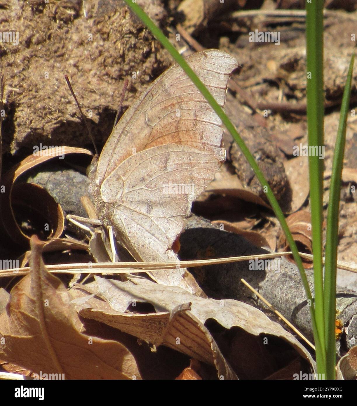 Leafwing di alghe di capra (Anaea andria) Foto Stock