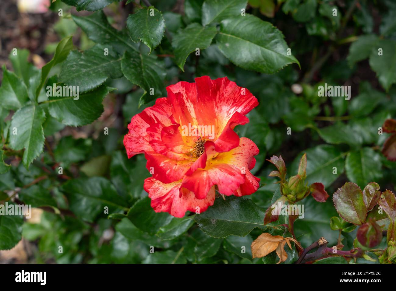Ha fatto crescere fiori in giardino. Stati Uniti. Foto Stock