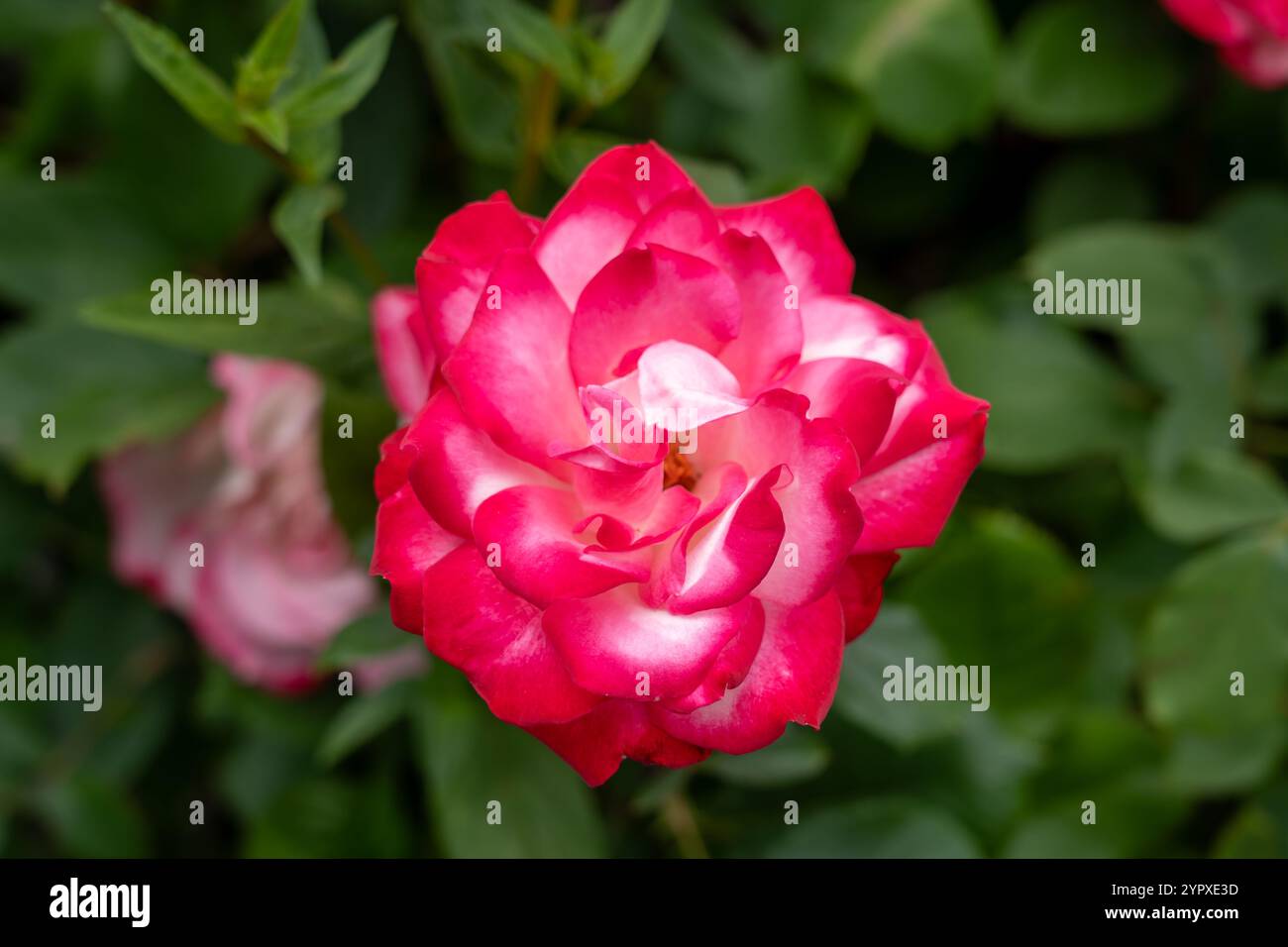 Candy cane cocktail fiori di rosa che crescono nel giardino. Stati Uniti. Foto Stock