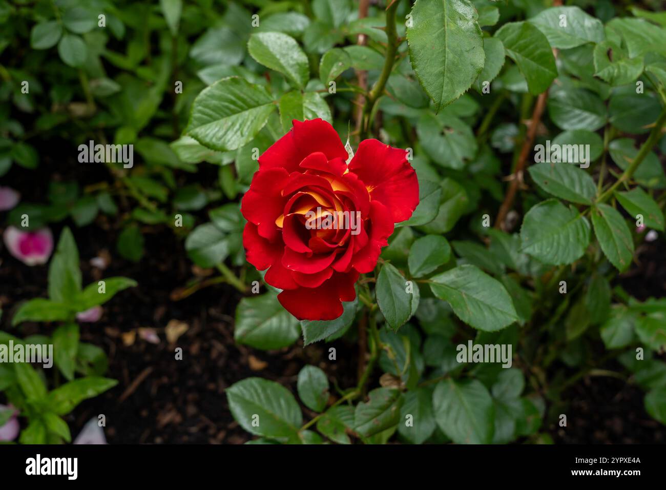 Un ketchup e un fiore di rosa senape che crescono nel giardino. Stati Uniti. Foto Stock