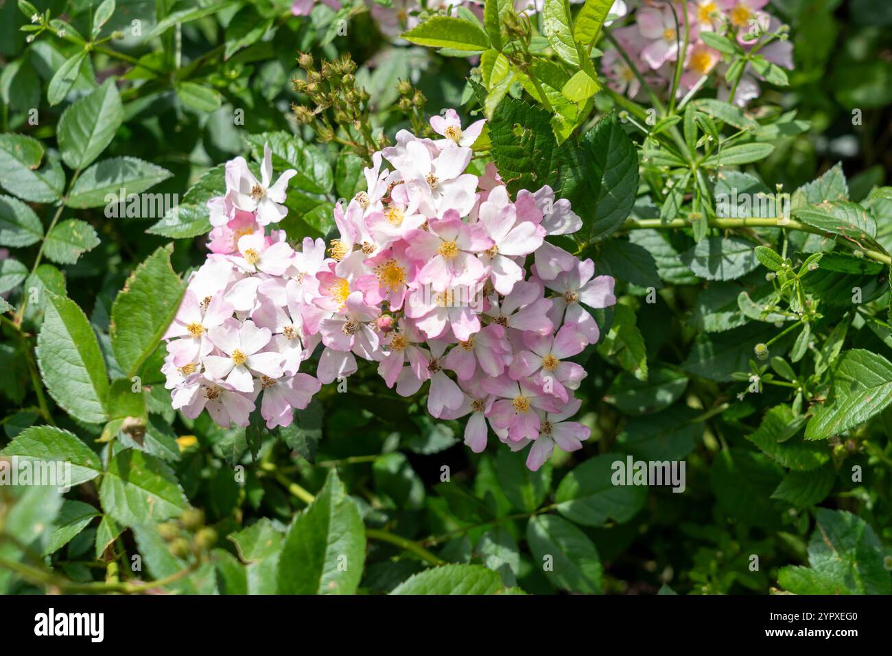 Fiori Phloxy Baby Rose che crescono in giardino. Stati Uniti. Foto Stock