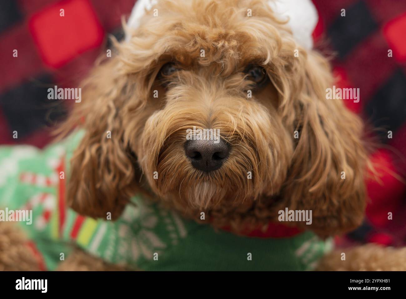 Cane Cavapoo con abiti natalizi, concetto di cane natalizio, razza mista di Cavalier King Charles Spaniel e Poodle Foto Stock