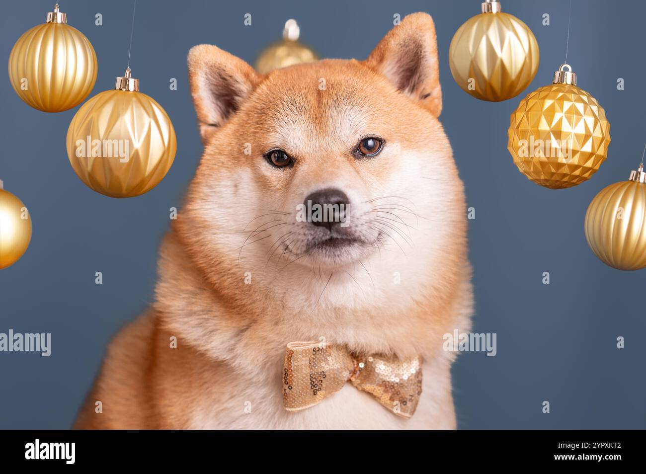 Il cane Shiba Inu allo zenzero che indossa un papillon decorato con paillettes dorate è in piedi sotto palle natalizie dorate appese. Foto Stock