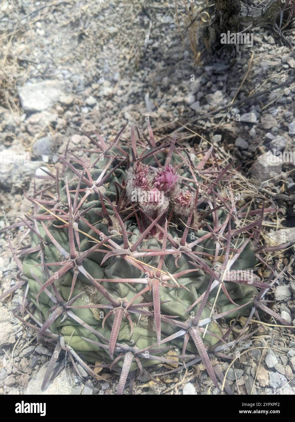 Cactus Crippler (Homalocephala texensis) Foto Stock