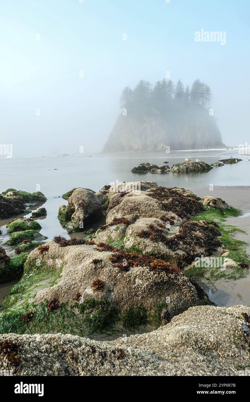 L'attenzione è concentrata sulle rocce ricoperte di alghe in primo piano e su un'isola costiera circondata dalla nebbia sullo sfondo. Foto Stock