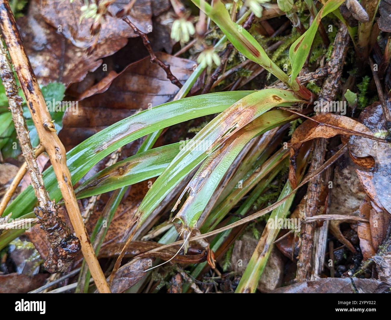 Woodrush peloso (Luzula pilosa) Foto Stock