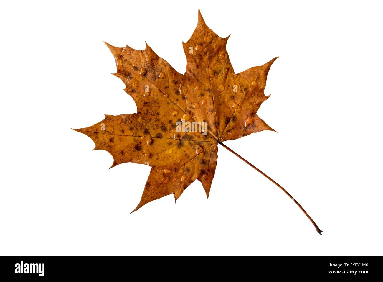 Foglia d'acero marrone di colore autunnale con gocce d'acqua isolate su bianco. Foglia d'acero canadese giallo. Oggetto naturale decorativo per l'autunno. Foto Stock