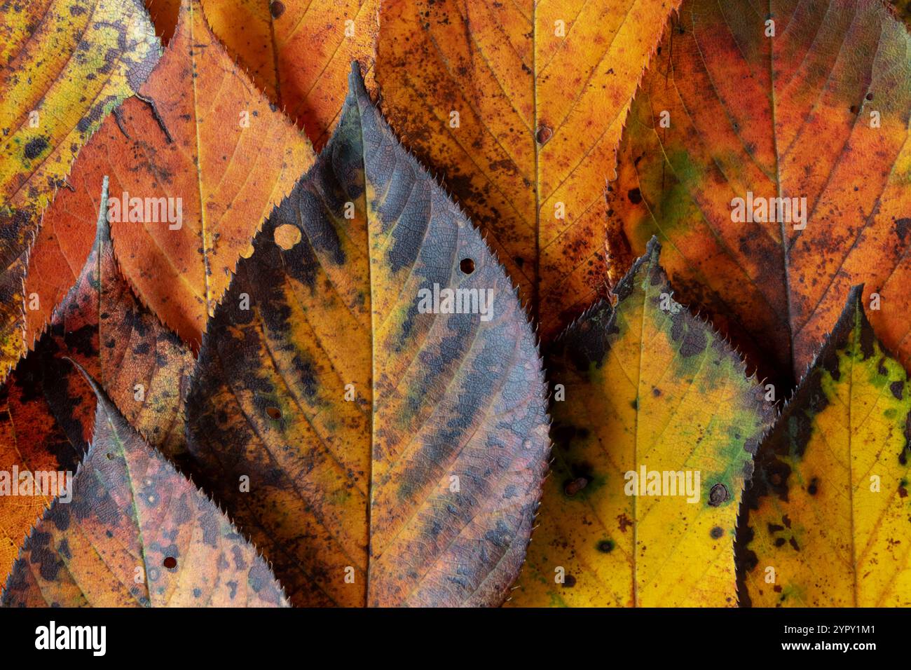 Foglie d'autunno. Piastrella di fogliame colorata in autunno. Foglie colorate gialle, rosse, arancioni e marroni con margini scuri seghettati. Tappeto di stagione testurizzato Foto Stock