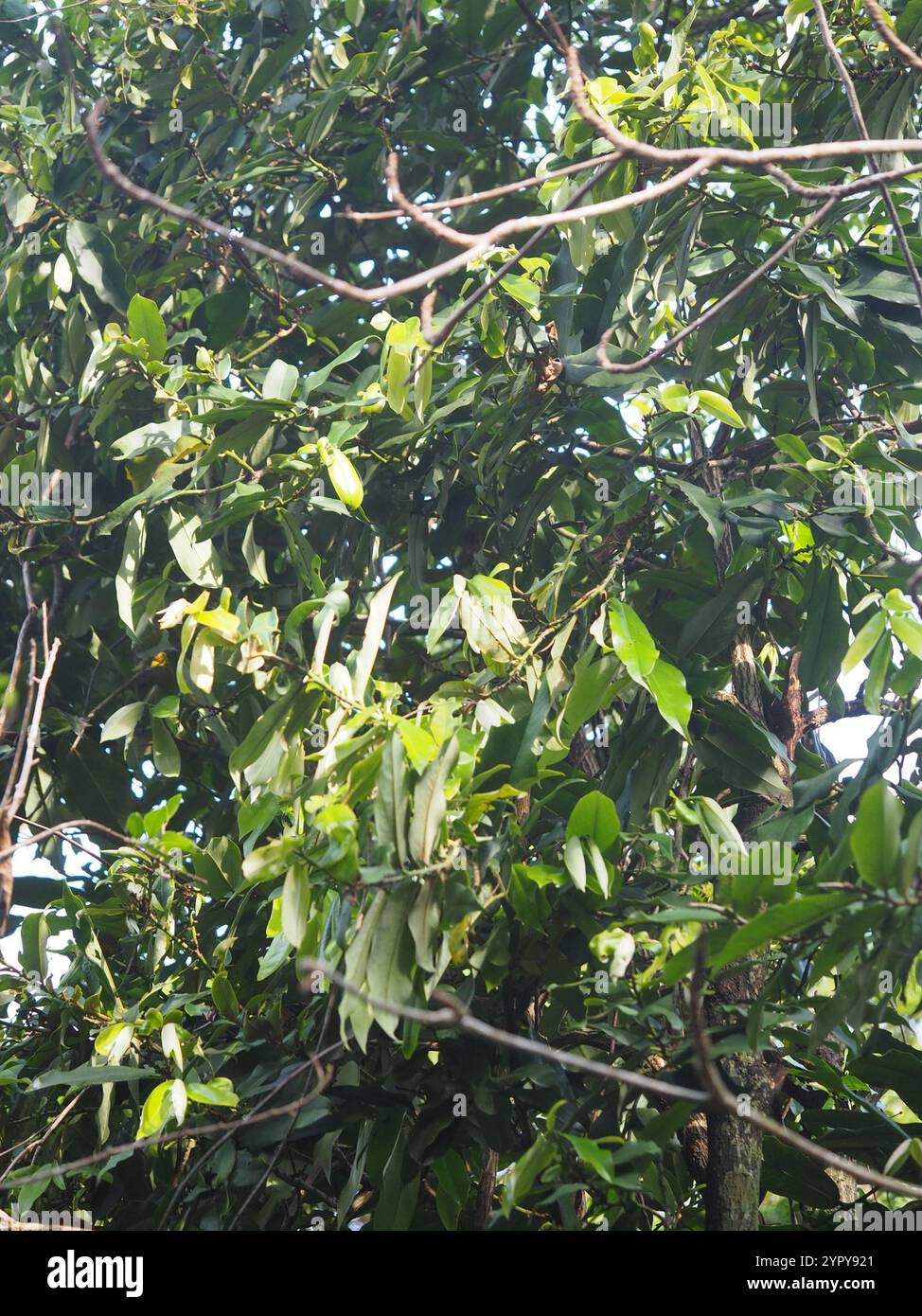 Frutta al burro (Diospyros blancoi) Foto Stock