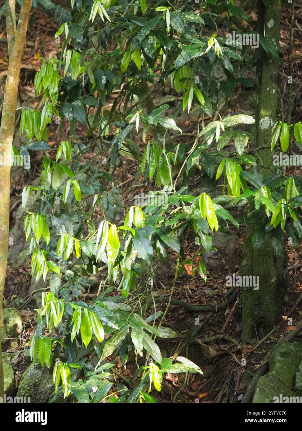 Frutta al burro (Diospyros blancoi) Foto Stock