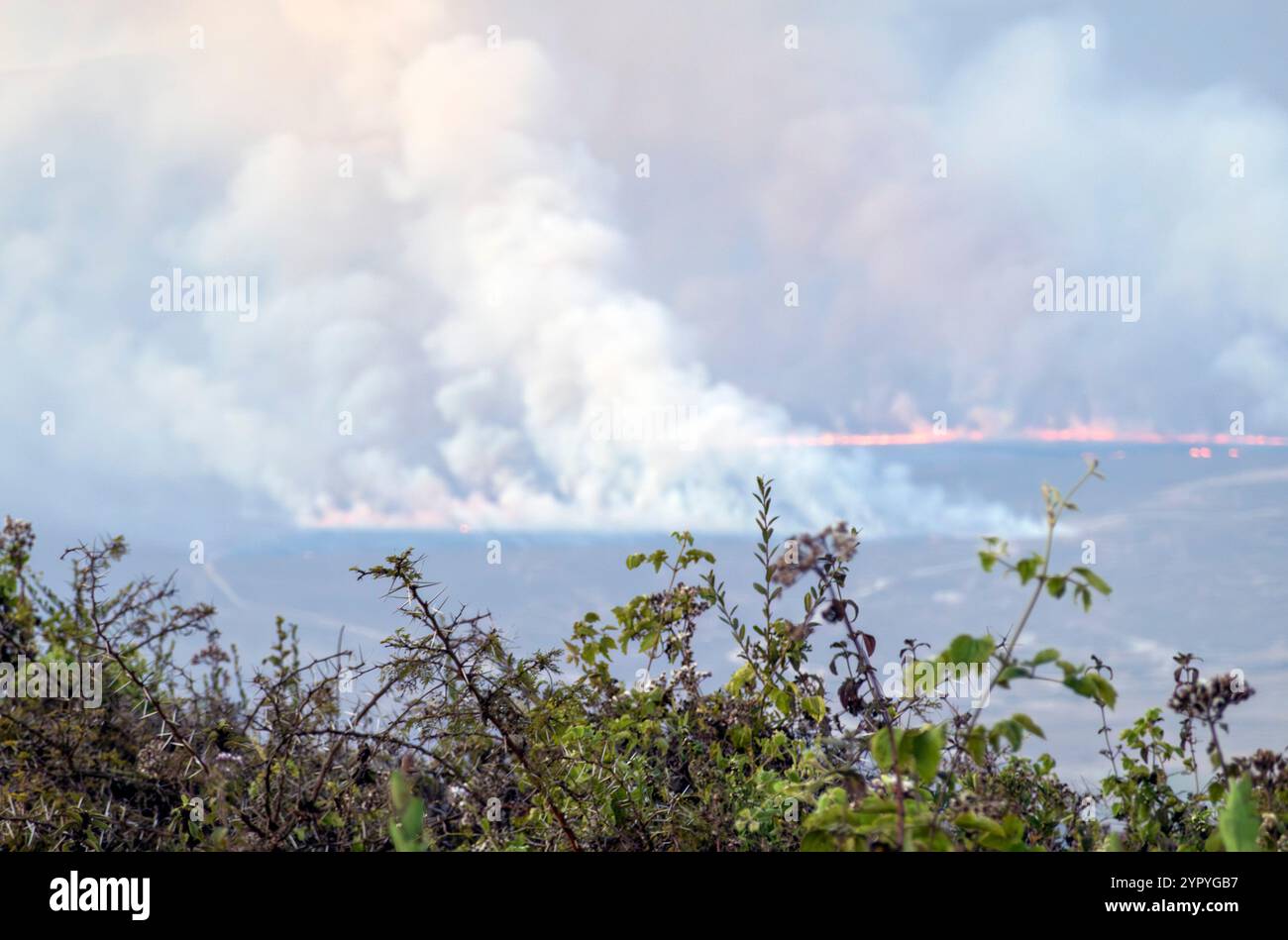 Incendio nel Bush all'interno del cratere di Ngorongoro, Tanzania, Africa orientale Foto Stock