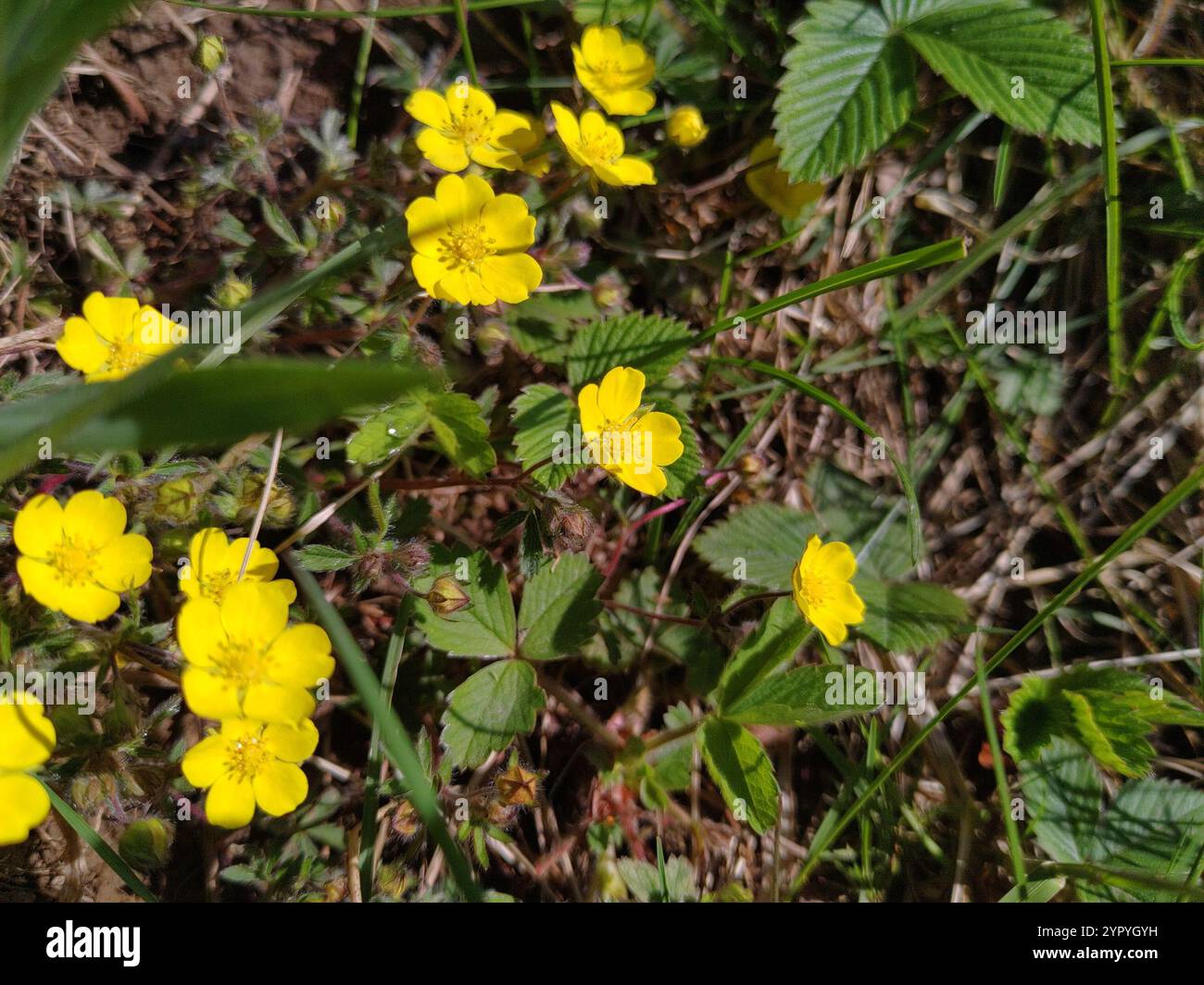 Cinquefoil a sette foglie (Potentilla heptaphylla) Foto Stock