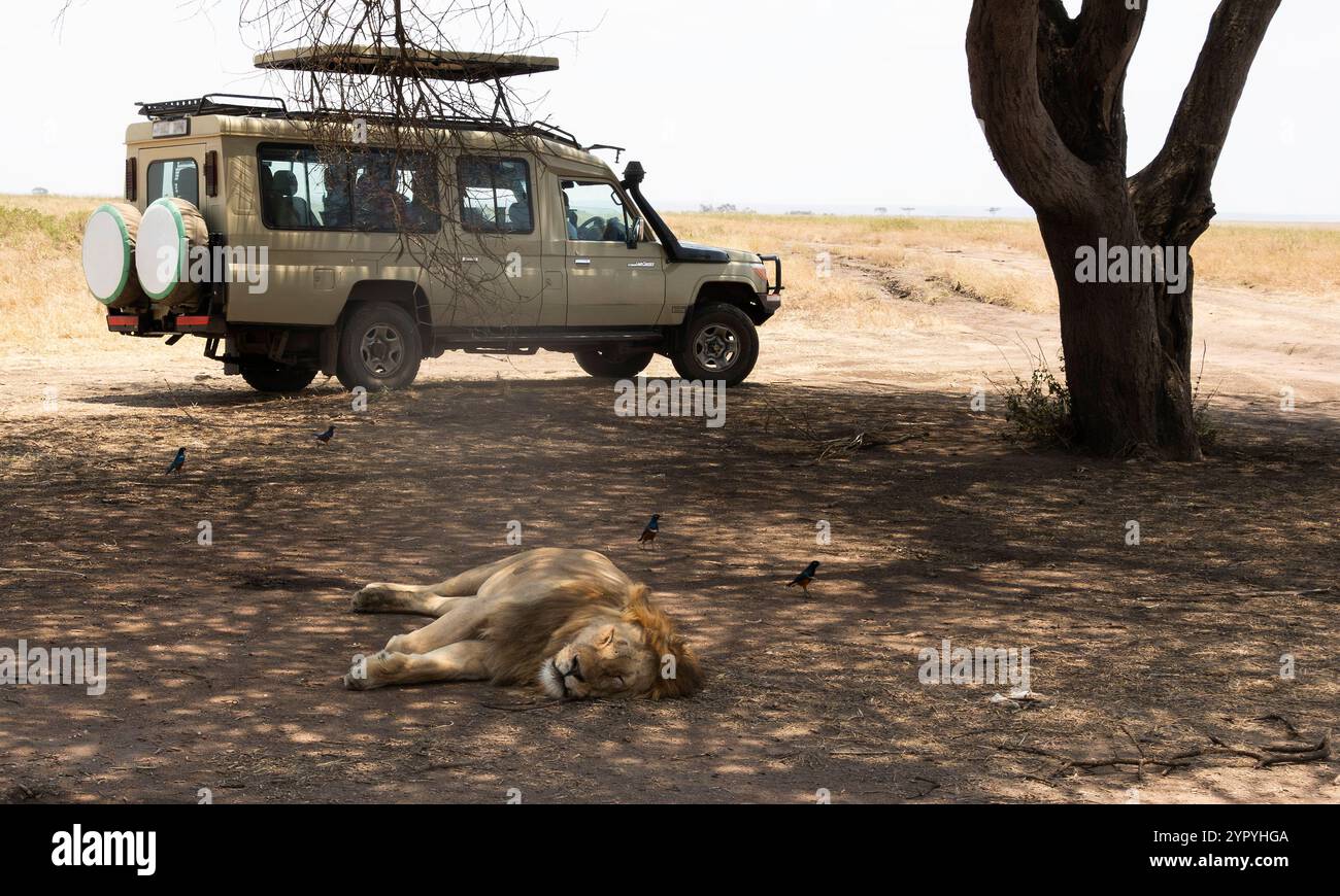 Leone maschio riposato o ferito a terra all'ombra di un albero con veicolo safari Serengeti, Tanzania, Africa orientale Foto Stock