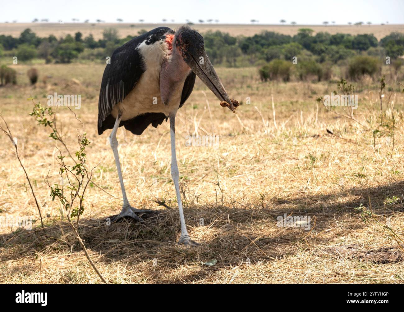 Marabou Stork, Masai Mara, Kenya, Africa orientale Foto Stock
