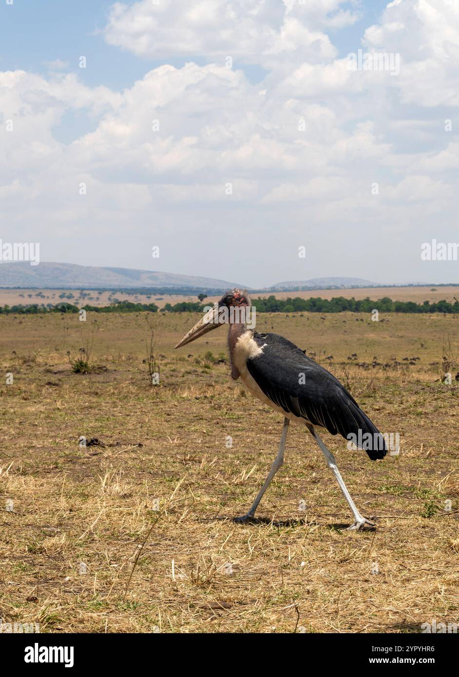 Marabou Stork, Masai Mara, Kenya, Africa orientale Foto Stock