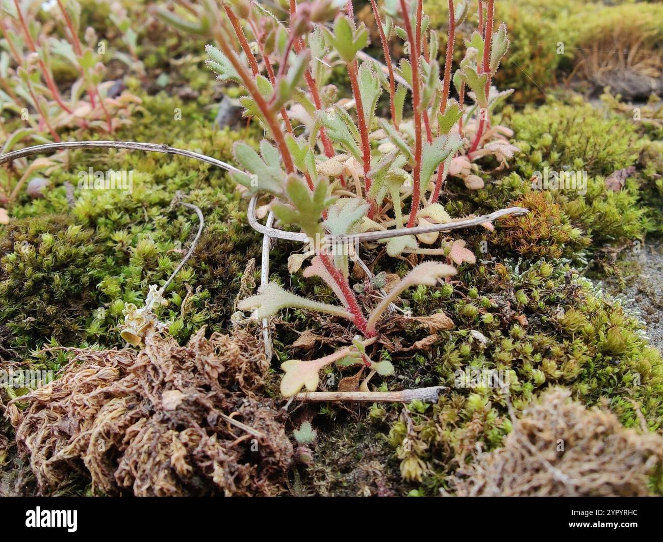 Sassifrage con lievito di rue (Saxifraga tridactylites) Foto Stock