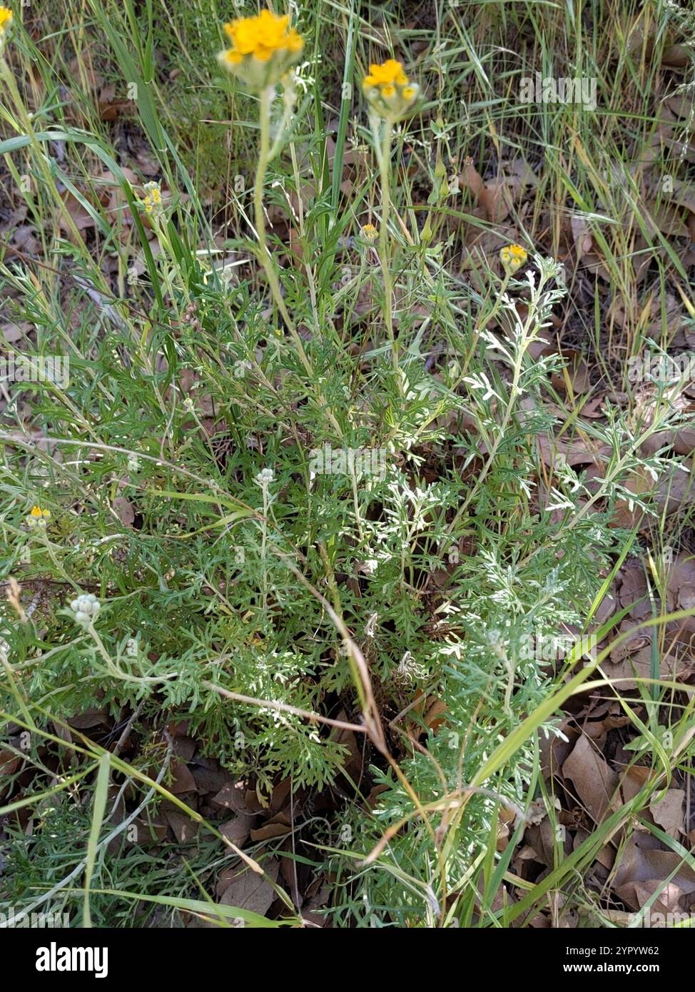 Yarrow d'oro (Eriophyllum confertiflorum) Foto Stock