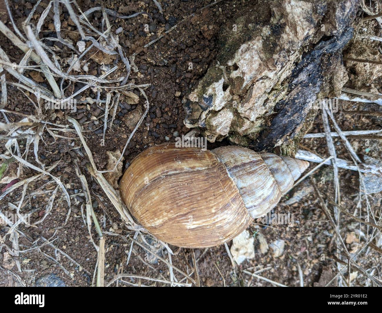 Lumaca gigante africana (Lissachatina fulica) Foto Stock