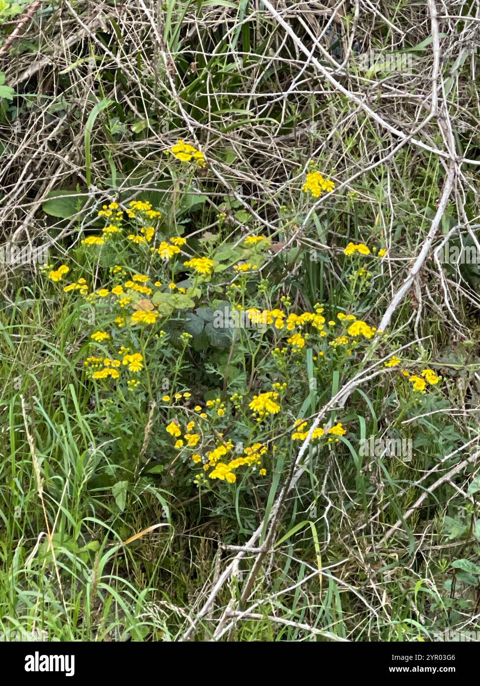 Oxford erba tossica (Senecio squalidus) Foto Stock