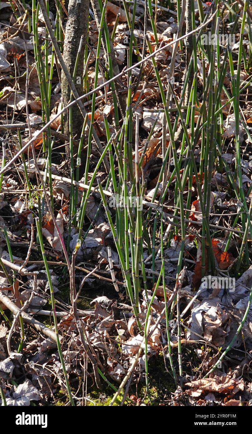 Scouringrush occidentale (Equisetum iemale affine) Foto Stock