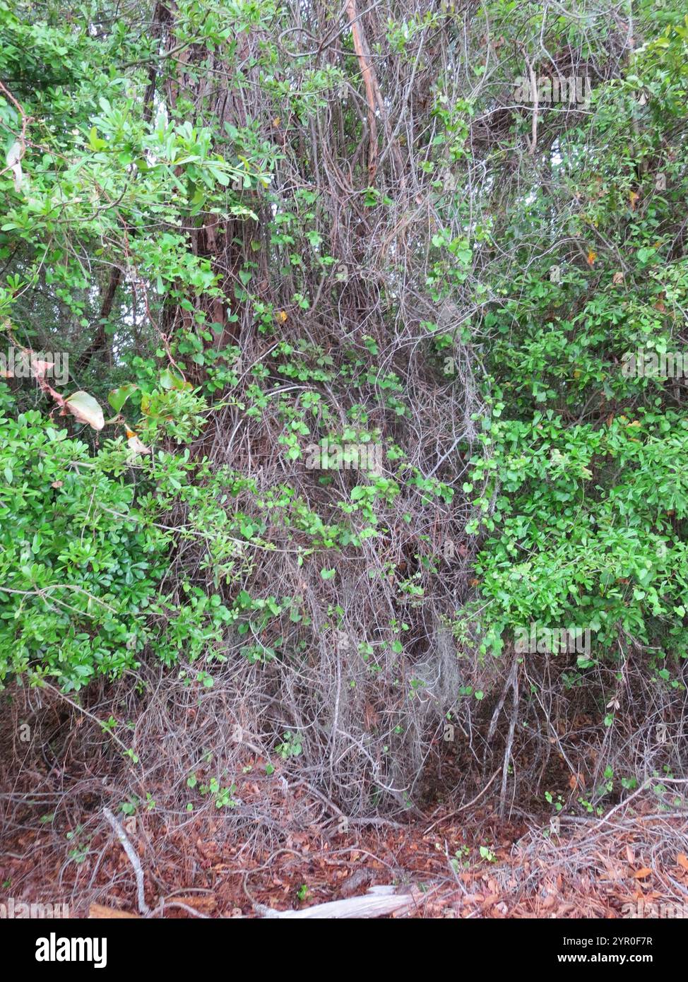 Muscadina (Vitis rotundifolia) Foto Stock