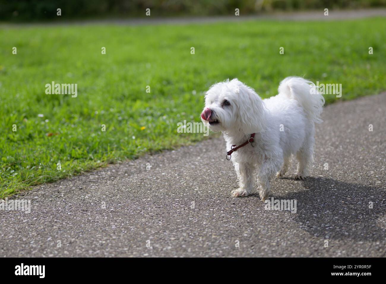 Un piccolo cane bianco e soffice si erge su un sentiero lastricato, leccandogli il naso. Il cane indossa un colletto rosso, aggiungendo un tocco di colore alla sua morbida pelliccia. Foto Stock
