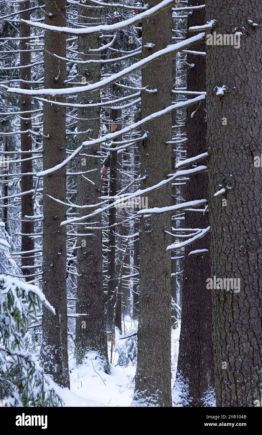 Vecchi tronchi di abete rosso in inverno Foto Stock