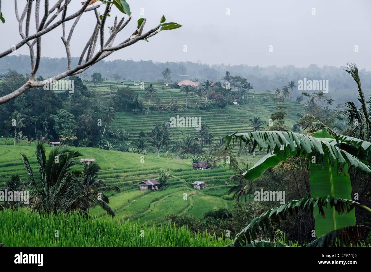 Terrazze di riso di Jatiluwih in una giornata di pioggia a Bali Foto Stock