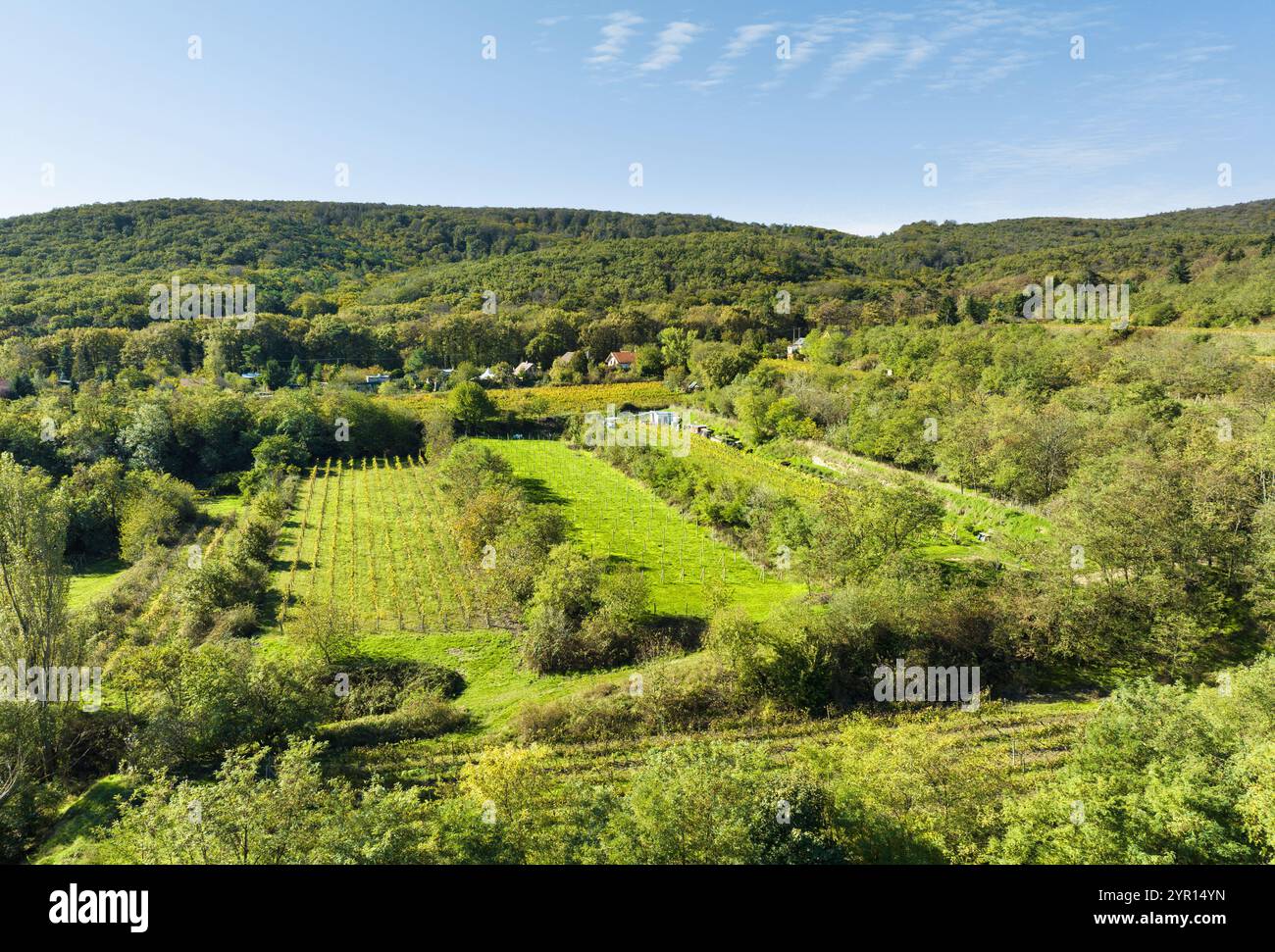 Vista aerea di un vigneto in estate con montagna Foto Stock