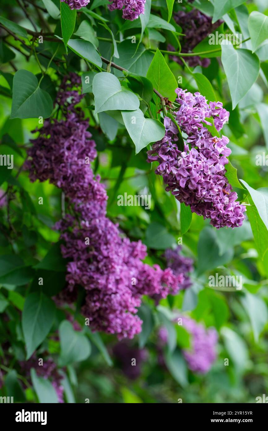 Syylan vulgaris Dr. Charles Jacobs, Common Lilac, French Lilac Dr. Charles Jacobs, Purple Blooms, Spring Foto Stock
